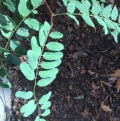 Robinia pseudoacacia at Parkes, ACT - 20 Mar 2020