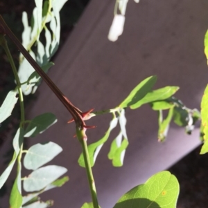 Robinia pseudoacacia at Parkes, ACT - 20 Mar 2020