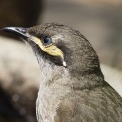 Caligavis chrysops (Yellow-faced Honeyeater) at Michelago, NSW - 11 Dec 2019 by Illilanga