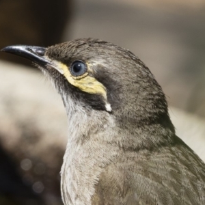 Caligavis chrysops at Michelago, NSW - 12 Dec 2019 09:38 AM