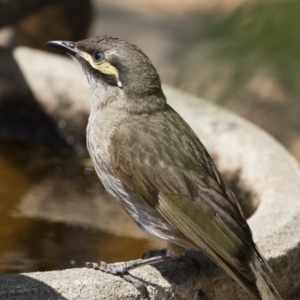 Caligavis chrysops at Michelago, NSW - 12 Dec 2019 09:38 AM