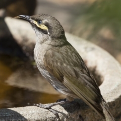 Caligavis chrysops at Michelago, NSW - 12 Dec 2019 09:38 AM