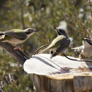 Melithreptus brevirostris at Michelago, NSW - 1 Sep 2019