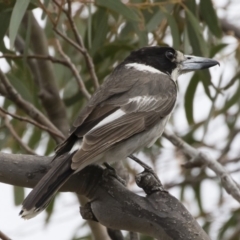 Cracticus torquatus (Grey Butcherbird) at Michelago, NSW - 16 Dec 2018 by Illilanga