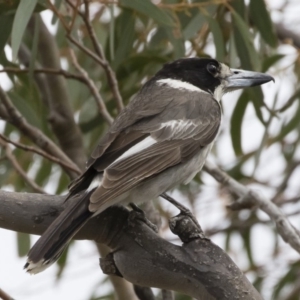 Cracticus torquatus at Michelago, NSW - 16 Dec 2018