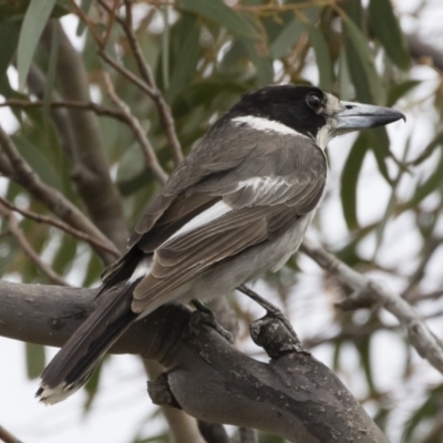 Cracticus torquatus (Grey Butcherbird) at Michelago, NSW - 16 Dec 2018 by Illilanga