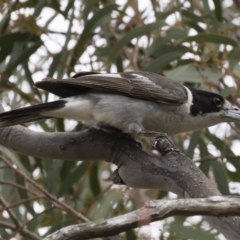 Cracticus torquatus at Michelago, NSW - 16 Dec 2018