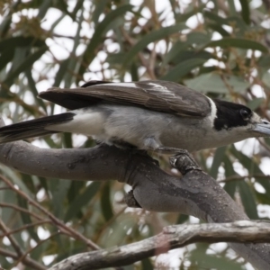 Cracticus torquatus at Michelago, NSW - 16 Dec 2018 03:13 PM