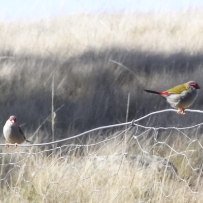 Neochmia temporalis (Red-browed Finch) at Illilanga & Baroona - 12 Jul 2010 by Illilanga