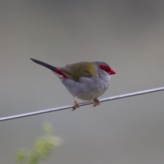 Neochmia temporalis (Red-browed Finch) at Illilanga & Baroona - 19 Oct 2013 by Illilanga