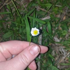 Brachyscome mittagongensis at Mittagong, NSW - 21 Mar 2020