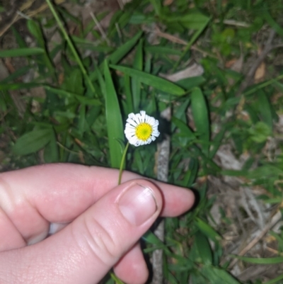 Brachyscome mittagongensis at Mittagong - 21 Mar 2020 by Margot