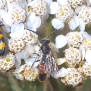 Lasioglossum (Parasphecodes) sp. (genus & subgenus) at Kosciuszko National Park, NSW - 12 Mar 2020