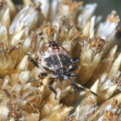 Pentatomoidea (superfamily) (Unidentified Shield or Stink bug) at Kosciuszko National Park, NSW - 12 Mar 2020 by Harrisi