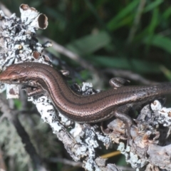 Pseudemoia entrecasteauxii (Woodland Tussock-skink) at Kosciuszko National Park - 11 Mar 2020 by Harrisi