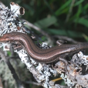 Pseudemoia entrecasteauxii at Kosciuszko National Park, NSW - 11 Mar 2020