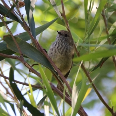 Acanthiza pusilla (Brown Thornbill) at ANBG - 19 Mar 2020 by RodDeb