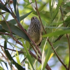 Acanthiza pusilla at Acton, ACT - 20 Mar 2020