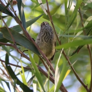 Acanthiza pusilla at Acton, ACT - 20 Mar 2020