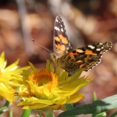 Vanessa kershawi (Australian Painted Lady) at ANBG - 20 Mar 2020 by RodDeb