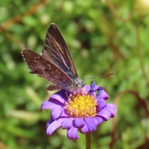 Theclinesthes serpentata at Acton, ACT - 20 Mar 2020