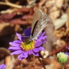 Theclinesthes serpentata at Acton, ACT - 20 Mar 2020