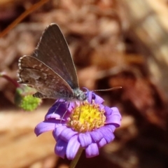 Theclinesthes serpentata at Acton, ACT - 20 Mar 2020