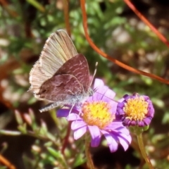 Theclinesthes serpentata at Acton, ACT - 20 Mar 2020