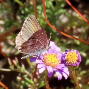 Theclinesthes serpentata at Acton, ACT - 20 Mar 2020
