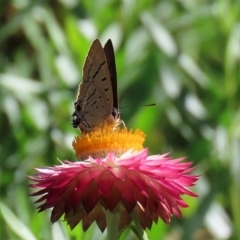 Jalmenus ictinus (Stencilled Hairstreak) at ANBG - 20 Mar 2020 by RodDeb