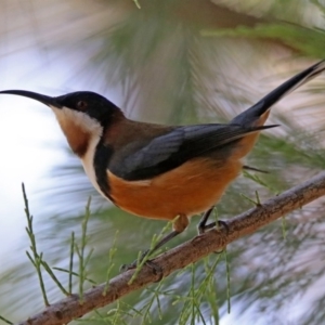 Acanthorhynchus tenuirostris at Acton, ACT - 20 Mar 2020