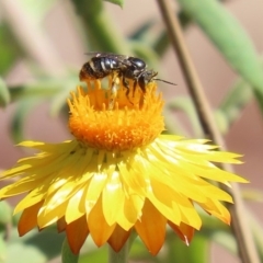 Lipotriches (Austronomia) ferricauda (Halictid bee) at Acton, ACT - 20 Mar 2020 by RodDeb