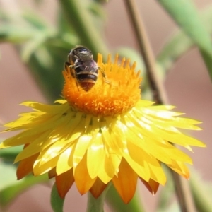 Lipotriches (Austronomia) ferricauda at Acton, ACT - 20 Mar 2020