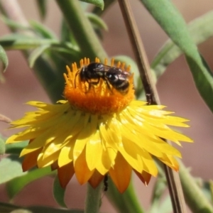 Lipotriches (Austronomia) ferricauda at Acton, ACT - 20 Mar 2020