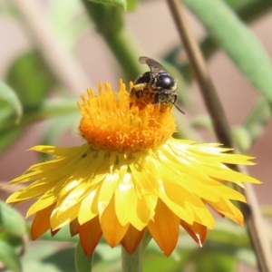 Lipotriches (Austronomia) ferricauda at Acton, ACT - 20 Mar 2020