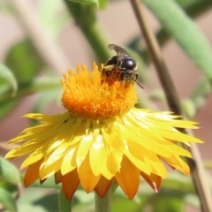 Lipotriches (Austronomia) ferricauda at Acton, ACT - 20 Mar 2020