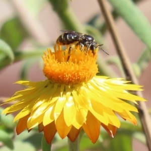 Lipotriches (Austronomia) ferricauda at Acton, ACT - 20 Mar 2020