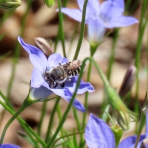 Megachile (Eutricharaea) serricauda at Acton, ACT - 20 Mar 2020