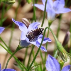 Megachile (Eutricharaea) serricauda at Acton, ACT - 20 Mar 2020