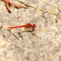 Diplacodes haematodes at Acton, ACT - 20 Mar 2020