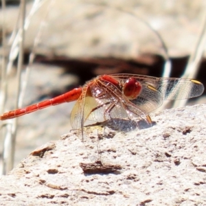 Diplacodes haematodes at Acton, ACT - 20 Mar 2020