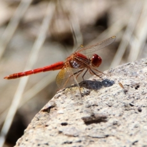 Diplacodes haematodes at Acton, ACT - 20 Mar 2020