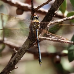 Hemicordulia tau (Tau Emerald) at Hackett, ACT - 20 Mar 2020 by RodDeb