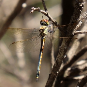 Hemicordulia tau at Hackett, ACT - 20 Mar 2020