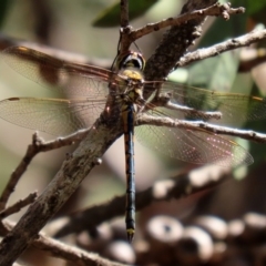 Hemicordulia tau at Hackett, ACT - 20 Mar 2020