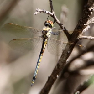 Hemicordulia tau at Hackett, ACT - 20 Mar 2020