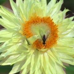 Geron sp. (genus) (Slender Bee Fly) at ANBG - 20 Mar 2020 by RodDeb