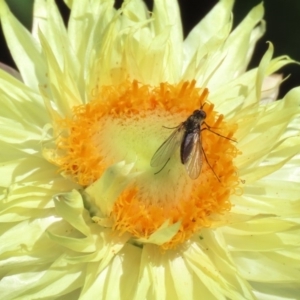 Geron sp. (genus) at Acton, ACT - 20 Mar 2020