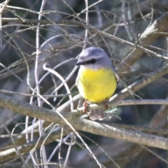 Eopsaltria australis (Eastern Yellow Robin) at ANBG - 20 Mar 2020 by RodDeb