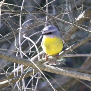 Eopsaltria australis at Hackett, ACT - 20 Mar 2020